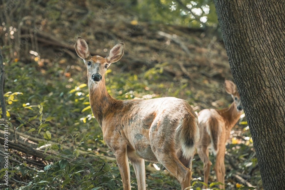 Deer Deer