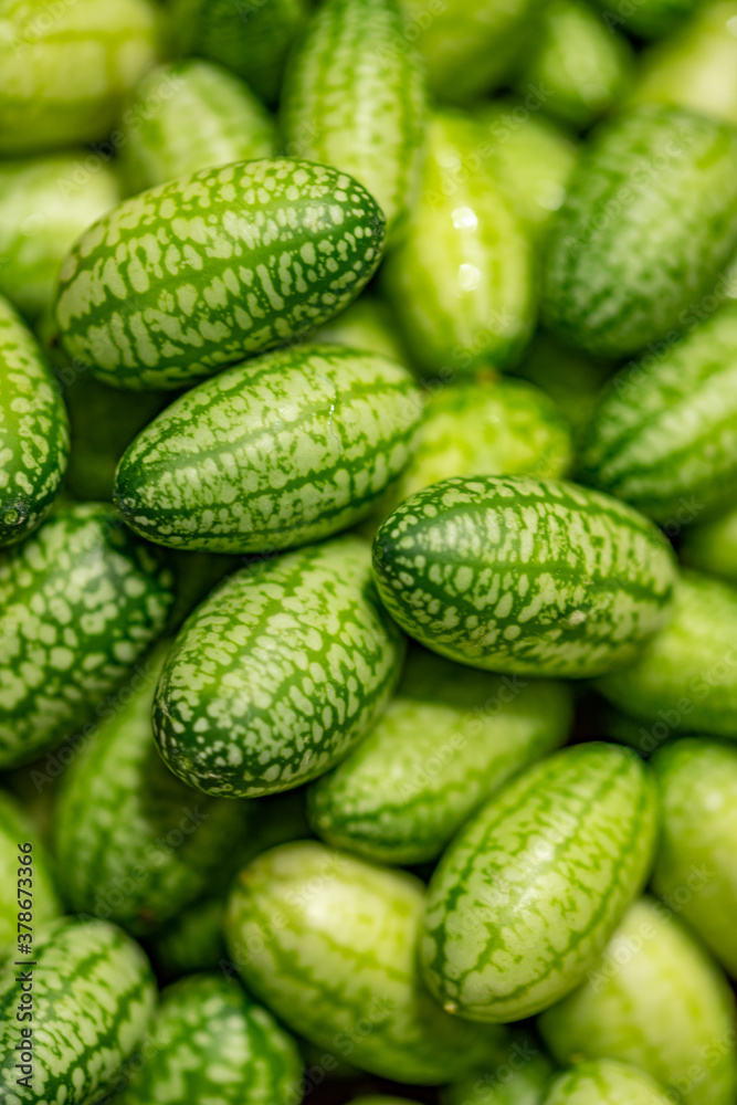 Fresh harvested cucamelons or mouse melons Fresh harvested cucamelons or mouse melons