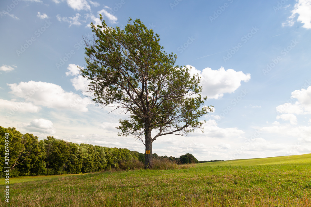 Tree in field