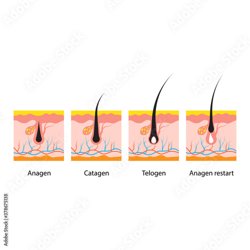 Hair growth cycle skin isolated on white background
