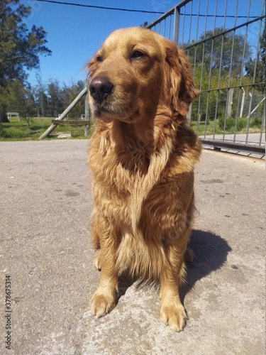 Obraz na płótnie golden retriever dog