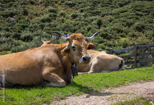 image of a cow lying in a meadow with a mountain background