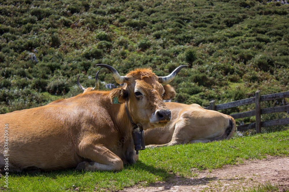 image of a cow lying in a meadow with a mountain background