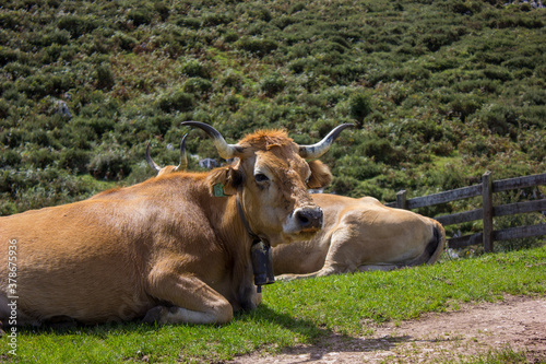 image of a cow lying in a meadow with a mountain background © Placeswithru