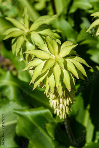 Unusual green and yellow flowers of a Pineapple Lily plant blooming in a garden
