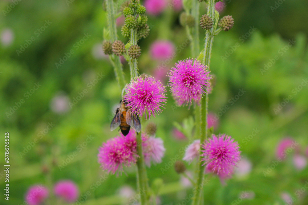 Beautiful thorn flower,pink flower,flower in asia images background Beautiful thorn flower,pink flower,flower in asia images background