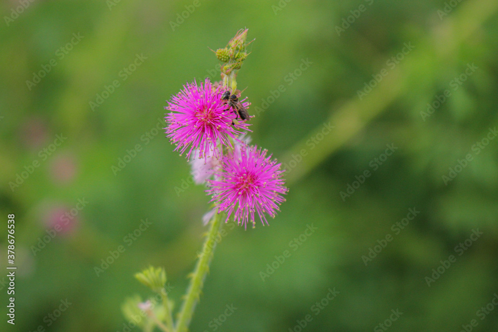 Beautiful thorn flower,pink flower,flower in asia images background Beautiful thorn flower,pink flower,flower in asia images background