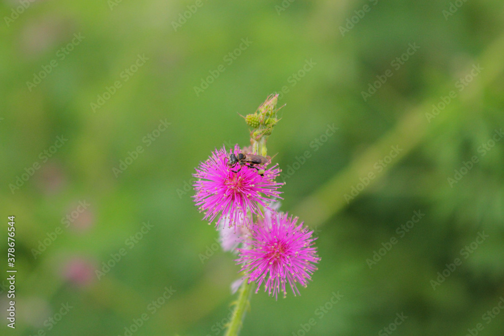 Beautiful thorn flower,pink flower,flower in asia images background Beautiful thorn flower,pink flower,flower in asia images background