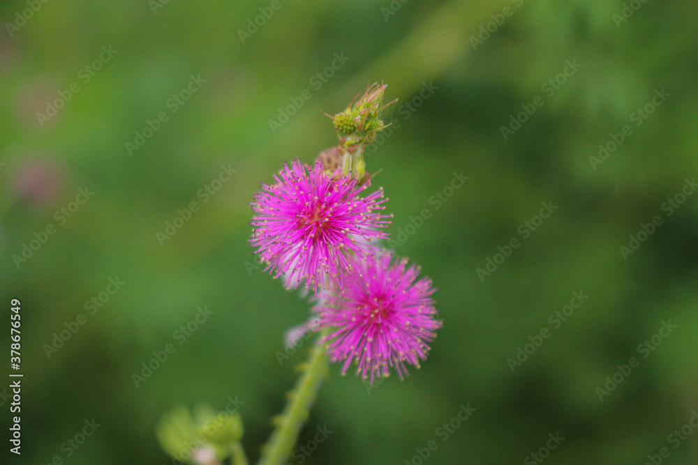 Beautiful thorn flower,pink flower,flower in asia images background Beautiful thorn flower,pink flower,flower in asia images background