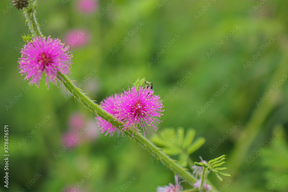 Beautiful thorn flower,pink flower,flower in asia images background Beautiful thorn flower,pink flower,flower in asia images background
