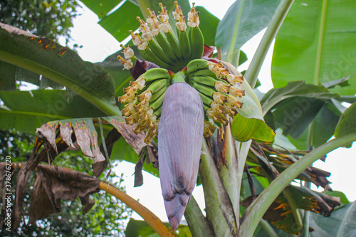 banana flower,young banana,Popular in asian countries and a variety of cooking food methods
