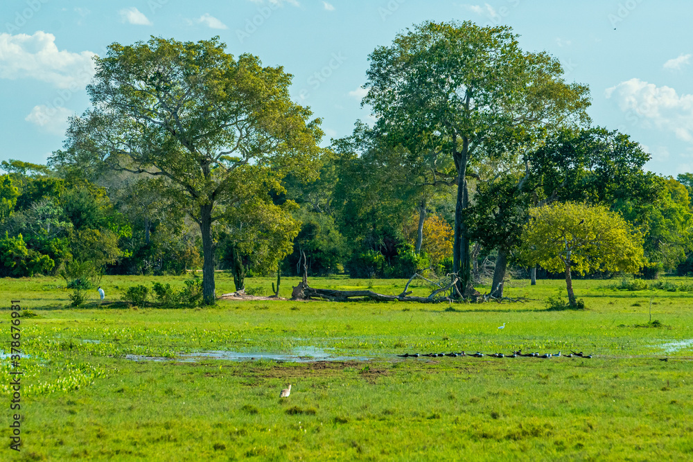 Pocone, Mato Grosso, Brazil on June 14, 2015. Natural scenery of the wetland with trees, fields and ponds. Pocone, Mato Grosso, Brazil on June 14, 2015. Natural scenery of the wetland with trees, fields and ponds.