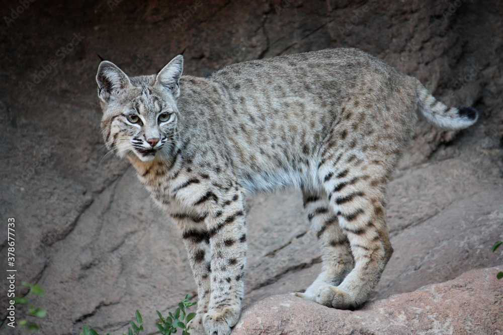 Obraz premium A bobcat standing on a rock