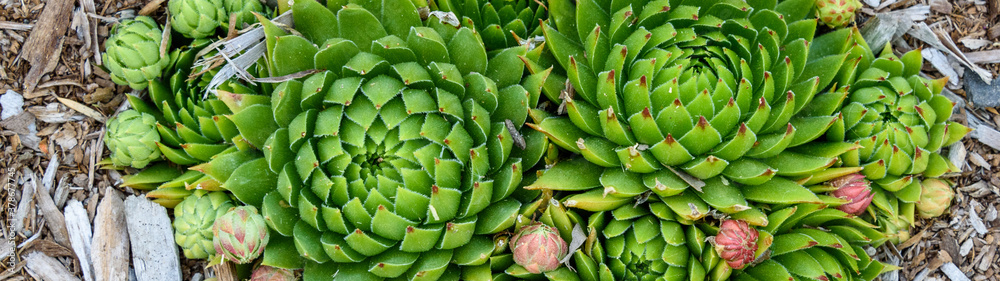 Pattern and texture in nature in a Hen and Chicks plant growing in a garden
Pattern and texture in nature in a Hen and Chicks plant growing in a garden