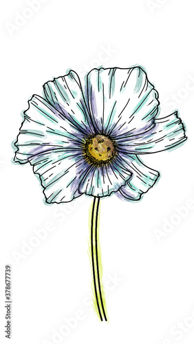 Flor