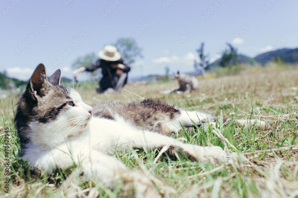 草原で寝転ぶ猫と 猫を撫でる女性 Stock Photo Adobe Stock
