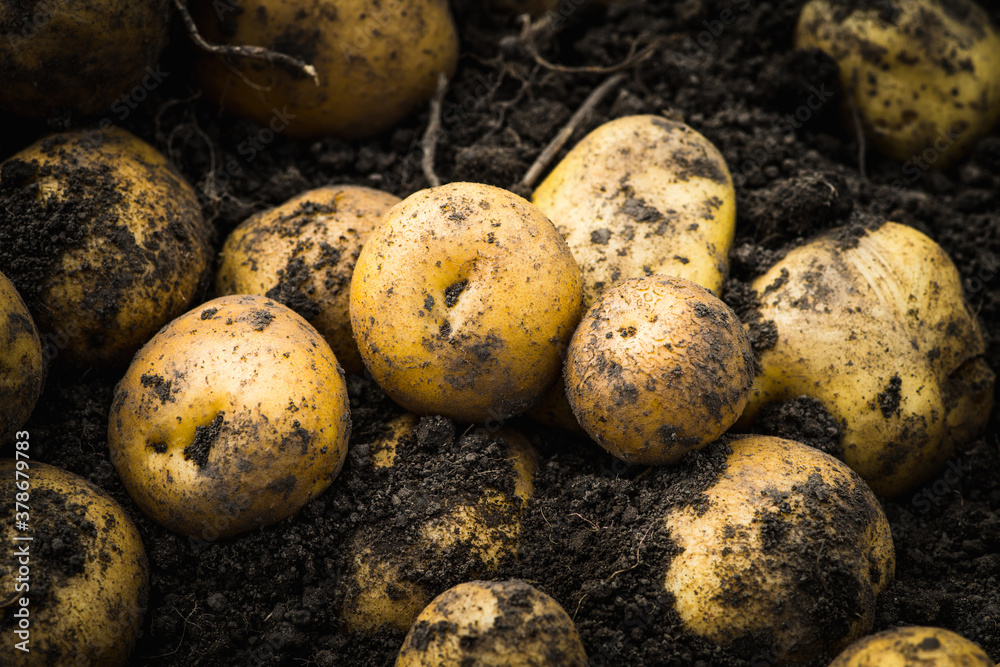 Freshly harvested yellow potatoes on the ground. Selective focus. Shallow depth of field. Freshly harvested yellow potatoes on the ground. Selective focus. Shallow depth of field.