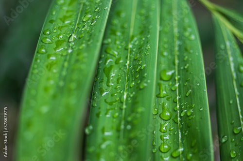 Macro of water drops on three green leaves