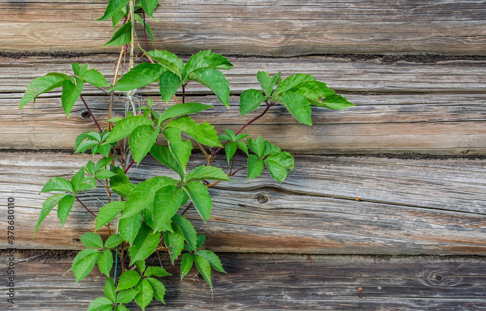 branch maiden grapes on the background log wall branch maiden grapes on the background log wall