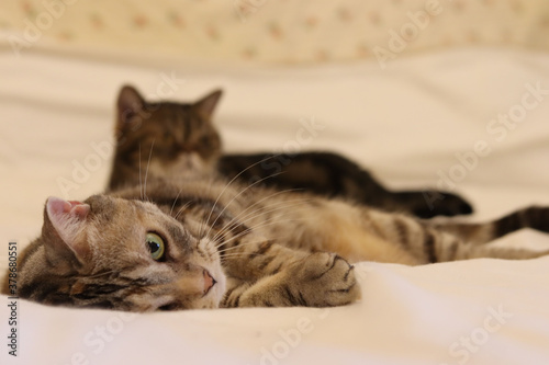 寝転んで上目遣いの猫のアメリカンショートヘア American shorthair of a cat lying down and looking up.