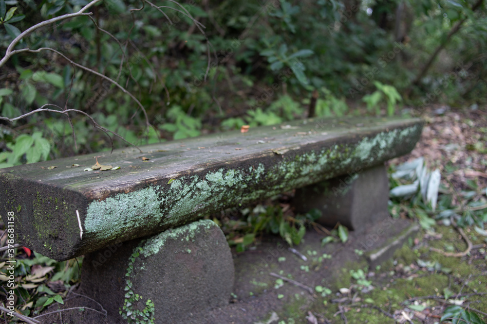 Obraz premium 森の中の木のベンチ