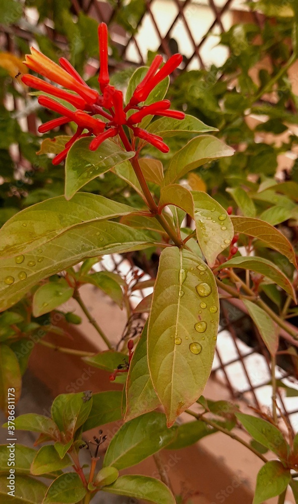 Obraz premium red and green leaves