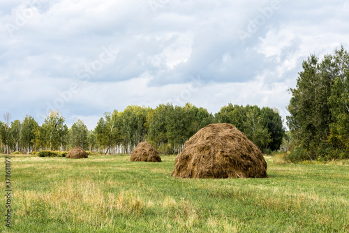 A field with mowed grass and haystacks in autumn