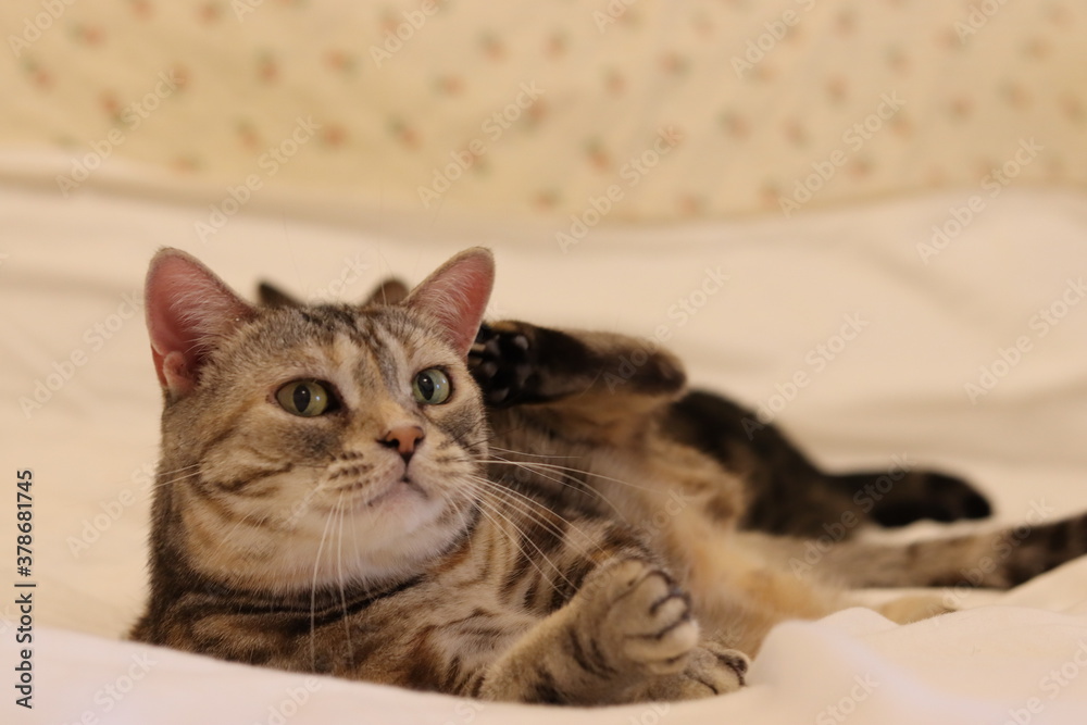 握手を求める猫のアメリカンショートヘア
American shorthair cat seeking a handshake.