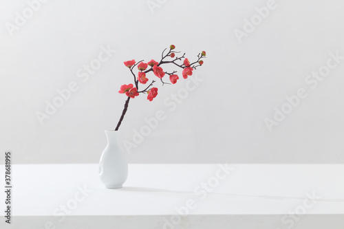 flowering pink cherry branch in vase on white background