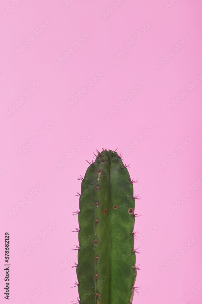 Naklejka premium Green Cactus on pastel pink background