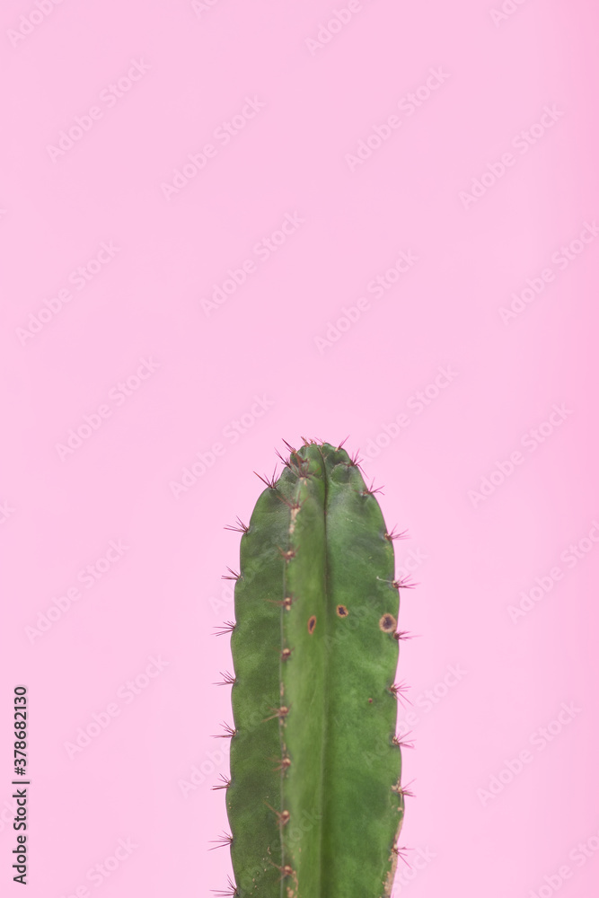 Naklejka premium Green Cactus on pastel pink background