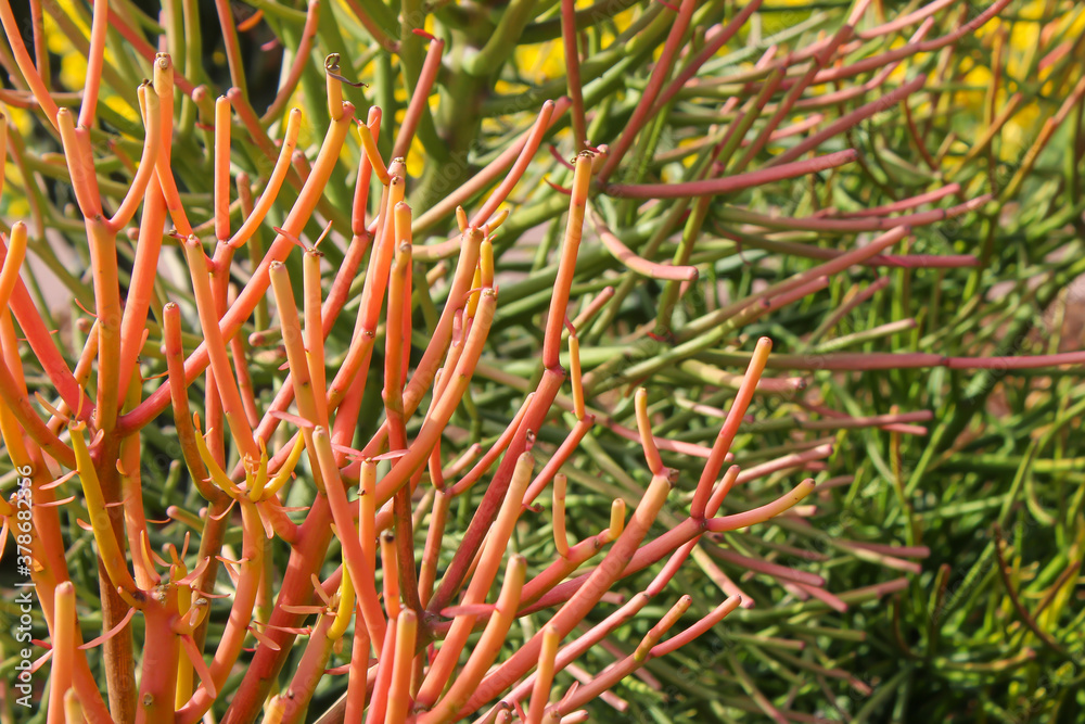Close up of euphorbia Tirucalli, pencil plant in warm colors. Succulent plants. Background Close up of euphorbia Tirucalli, pencil plant in warm colors. Succulent plants. Background