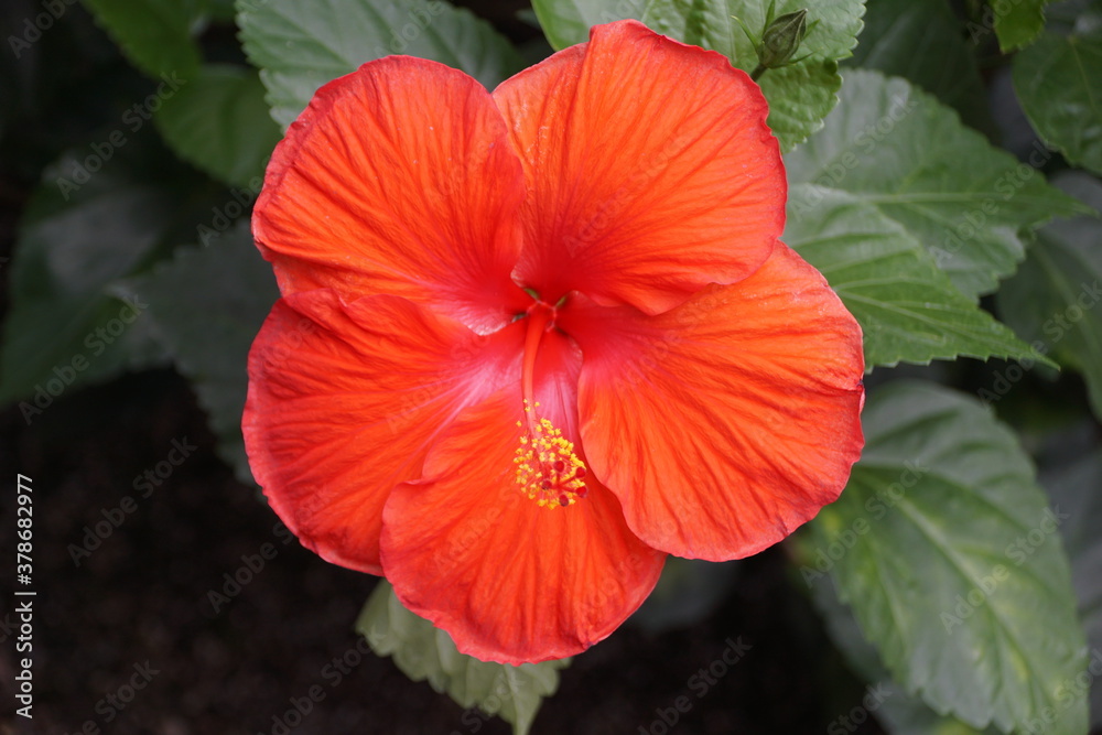 Bright red color of Chinese hibiscus 'President' flower