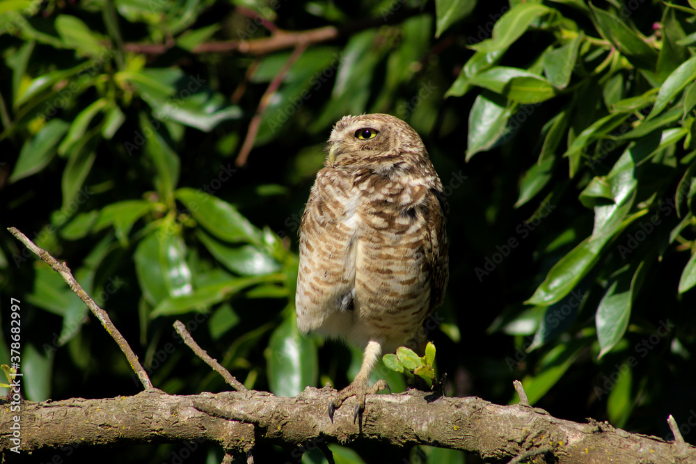 owl perched on a branch in a tree. nature owl perched on a branch in a tree. nature