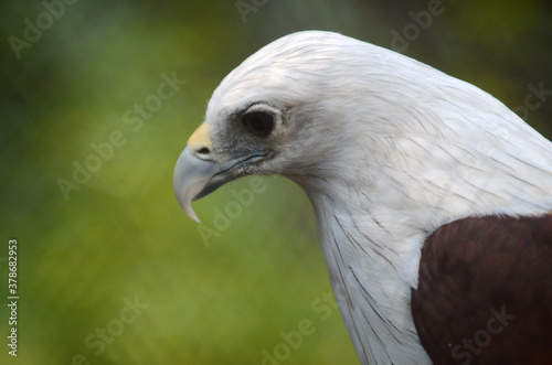 Javanese eagle head with sharp eyes, blurred background