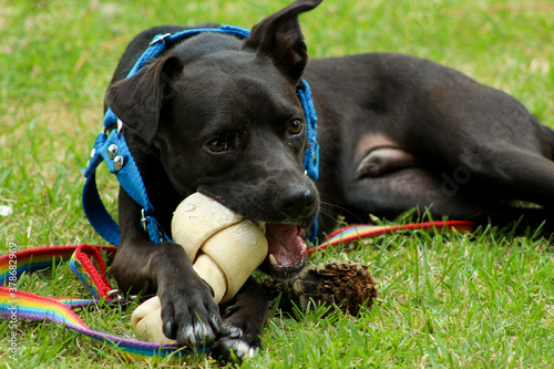 black puppy dog plays with bone in the park. blue and rainbow colored leash