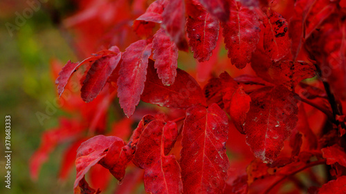 fiery red leaves of mountain ash. Autumn, Yakutia