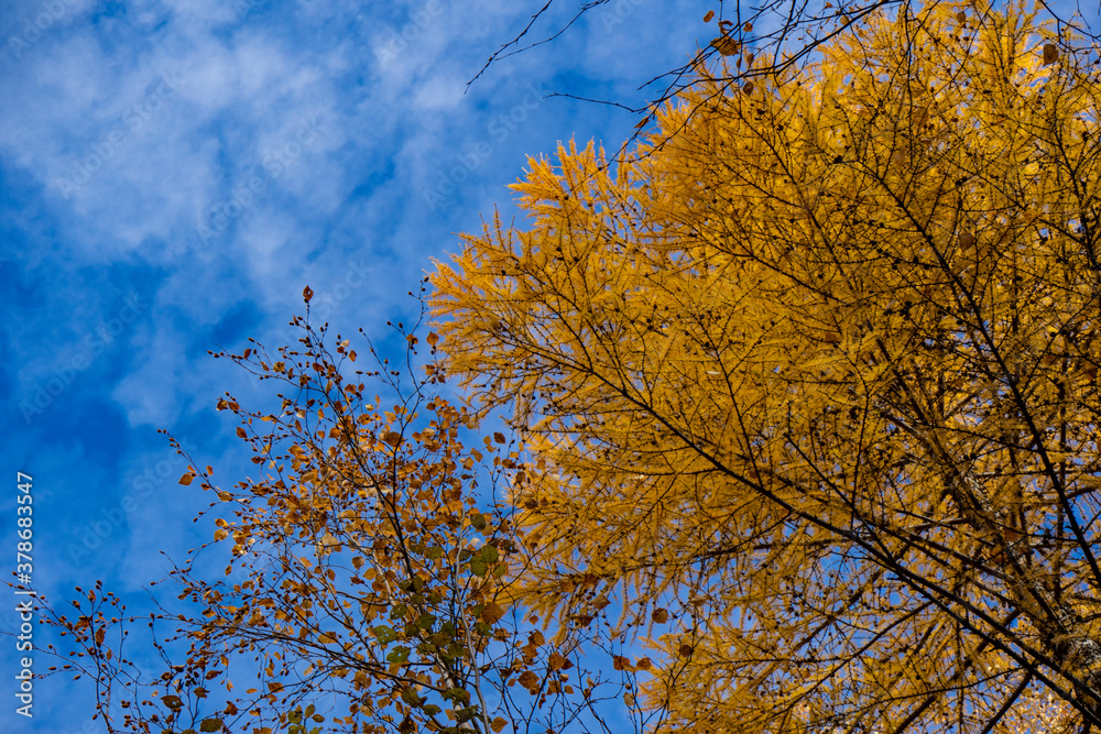 Autumn trees against a blue sky with clouds. Autumn trees against a blue sky with clouds.