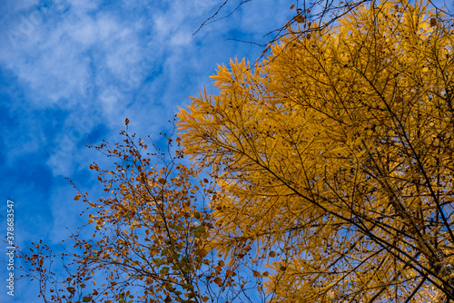 Autumn trees against a blue sky with clouds.