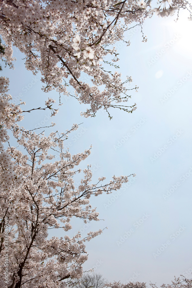 cherry blossoms in spring cherry blossoms in spring