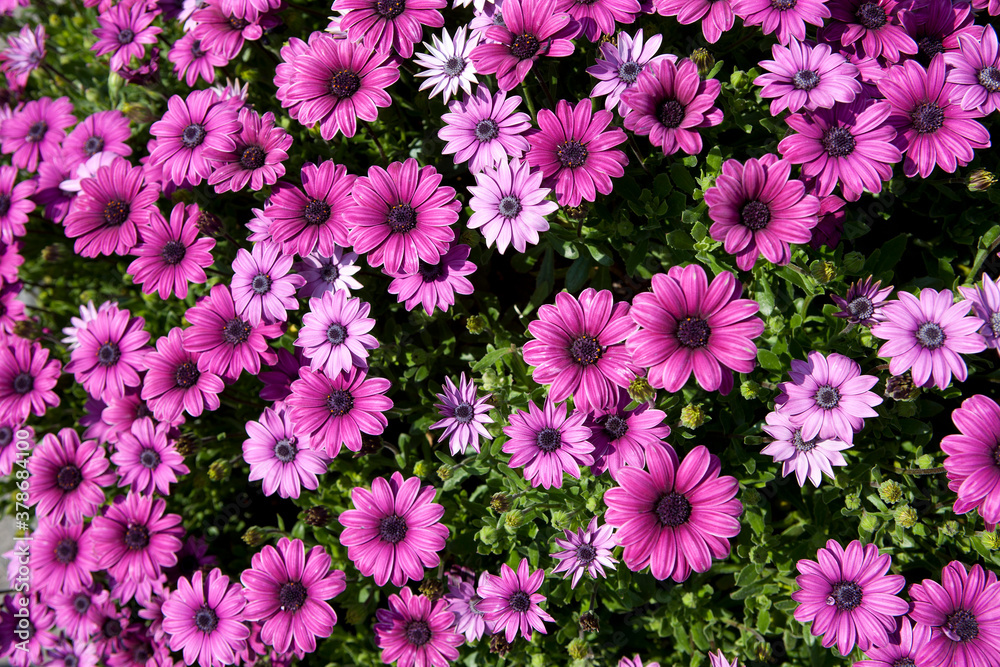 purple daisy in spring purple daisy in spring