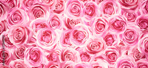 Many beautiful pink roses as background  top view. Banner design