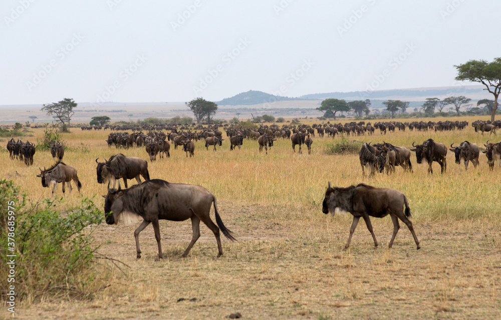 The Wildebeest migration on the banks of the Mara River. Every Year 1.5 million cross the Masai Mara in Kenya to and from Tanzania. The Wildebeest migration on the banks of the Mara River. Every Year 1.5 million cross the Masai Mara in Kenya to and from Tanzania.