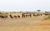 The Wildebeest migration on the banks of the Mara River. Every Year 1.5 million cross the Masai Mara in Kenya to and from Tanzania.	