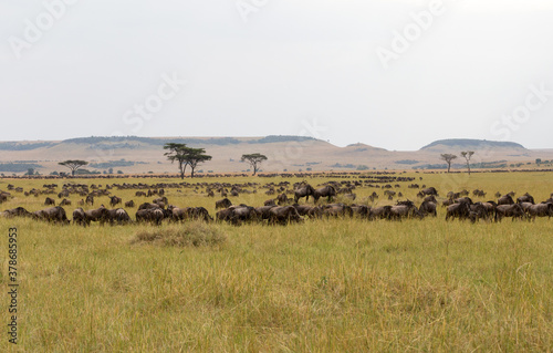 The Wildebeest migration on the banks of the Mara River. Every Year 1.5 million cross the Masai Mara in Kenya to and from Tanzania.  © Grantat