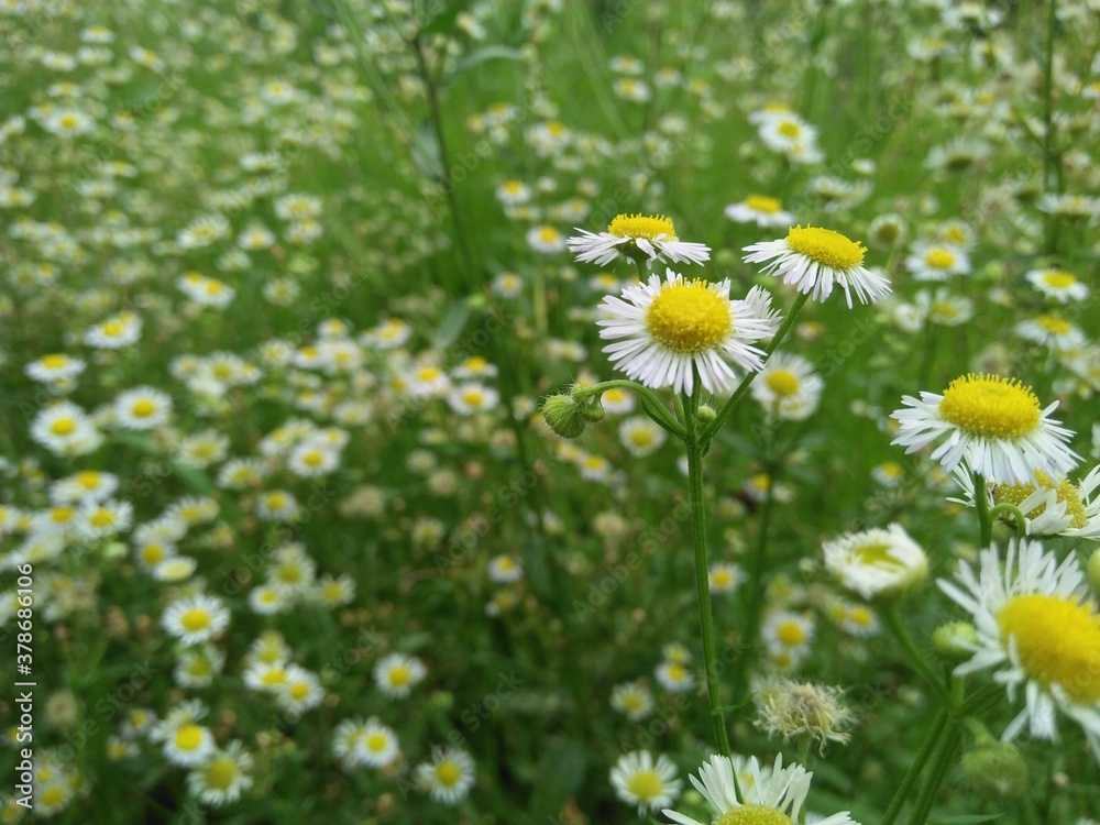 field of daisies field of daisies
