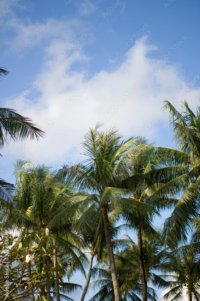 Obraz premium tropical plant in phuket, thailand