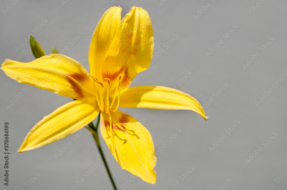Obraz premium Bella flor de color amarillo dando un respiro a la ciudad.