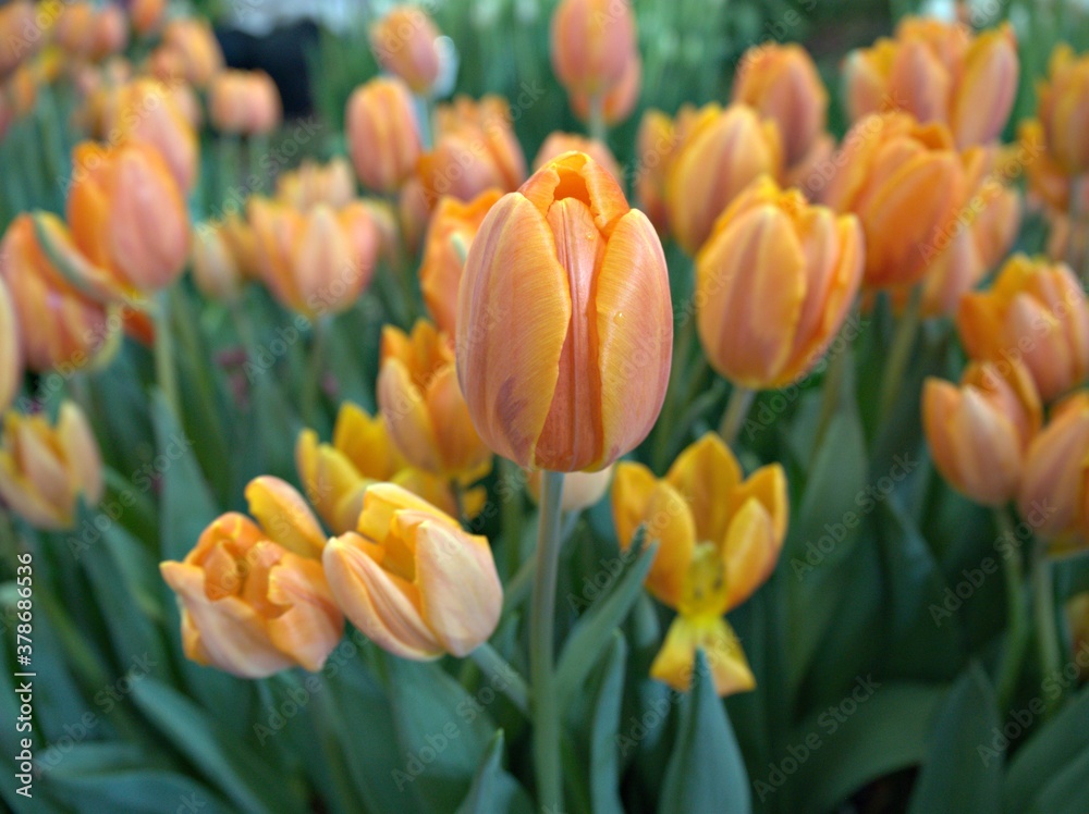 field of yellow tulips in garden with blurred background ,macro image ,sweet color for card design field of yellow tulips in garden with blurred background ,macro image ,sweet color for card design