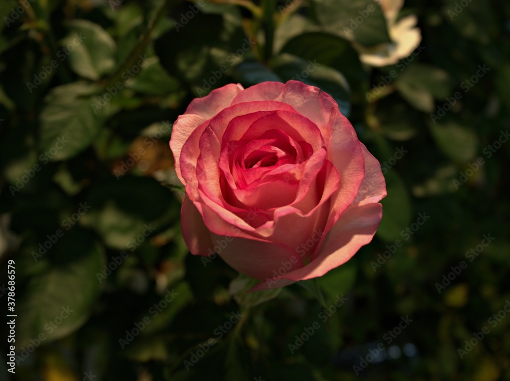 pink roses in garden with blurred background ,macro image ,sweet color for card design	